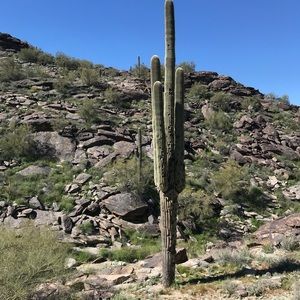 FREE SHIPPING FOR NEXT 24 HOURS!!!!!